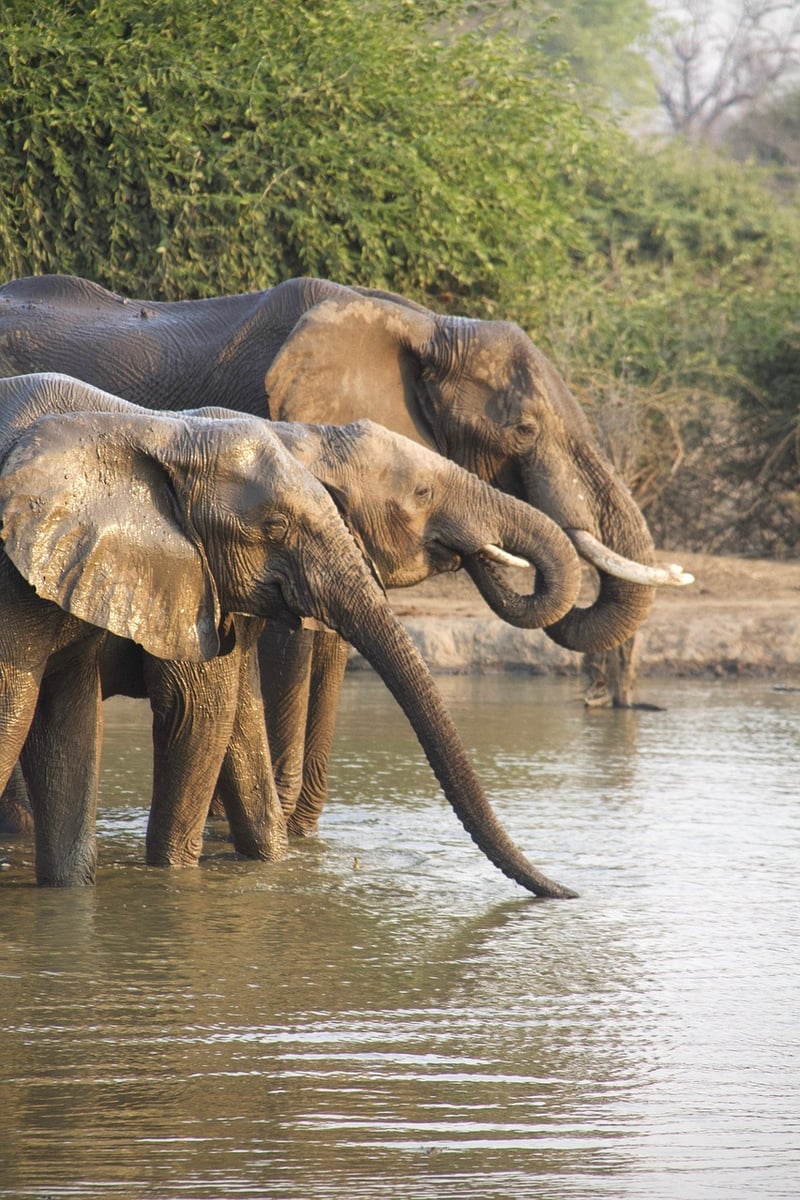 Safari Trips